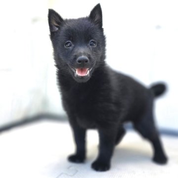 スキッパーキ【茨城県・女の子・2025年7月30日・ブラック】の写真「世界最高の室内番犬👿お転婆娘😉💖」