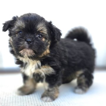 チーズー♥️(チワワ×シーズー)【茨城県・女の子・2025年10月5日・ブラックタン】の写真「短マズルでドワーフタイプのめっちゃ可愛い♥️♥️」