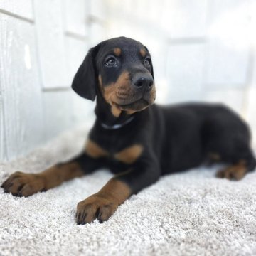 ドーベルマン【茨城県・男の子・2025年10月23日・ブラックタン】の写真「ばりばりのヨーロッパタイプ🌟父犬外産犬❇️」