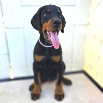 ドーベルマン【茨城県・女の子・2025年7月30日・ブラックタン】の写真「父犬ハンガリー輸入犬🌟母犬日本チャンピオン直子」