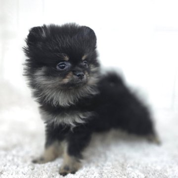 ポメラニアン【茨城県・女の子・2025年9月30日・ブラックタン】の写真「小さいけど元気一杯です笑♥️」
