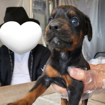 ドーベルマン【茨城県・男の子・2025年2月5日・ブラックタン】の写真「血統バツグンのヨーロッパタイプドーベルマン🌟」