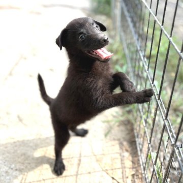 スキッパーキ【茨城県・男の子・2025年5月28日・ブラック】の写真「世界最高の室内番犬😈飛んで跳ねて愛しい♥️」