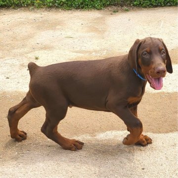 ドーベルマン【茨城県・男の子・2025年3月17日・ブラウンロート】の写真「父犬〰日本チャンピオン直子⭐ヨーロッパタイプ⭐」