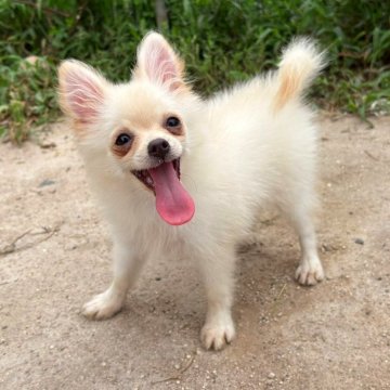 ポメチワ(ポメラニアン×チワワ)の子犬を探す｜ブリーダー直販の