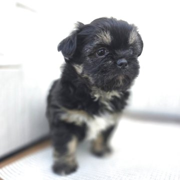 チーズー♥️(チワワ×シーズー)【茨城県・男の子・2025年10月5日・ブラックタン】の写真「短マズルでドワーフタイプのめっちゃ可愛い♥️♥️」