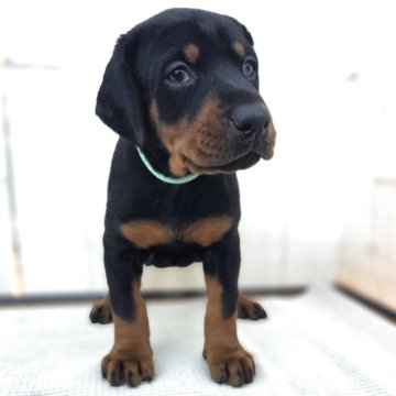 ドーベルマン【茨城県・女の子・2025年10月23日・ブラックタン】の写真「ばりばりのヨーロッパタイプ🌟父犬外産犬❇️」