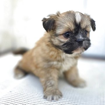 チーズー♥️(チワワ×シーズー)【茨城県・女の子・2025年10月5日・フォーン&ホワイト】の写真「短マズルでドワーフタイプのめっちゃ可愛い♥️♥️」