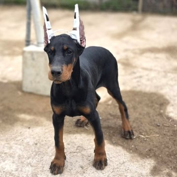 ドーベルマン【茨城県・女の子・2025年7月30日・ブラックタン】の写真「父犬ハンガリー輸入犬🌟母犬日本チャンピオン直子」