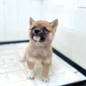 0歳からシニアまで 柴犬とのしあわせな暮らし方 株式会社 緑書房