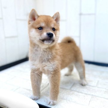 柴犬(豆柴)【茨城県・男の子・2025年1月5日・赤】の写真「4代祖豆柴⭐可愛い兄妹です❣️」