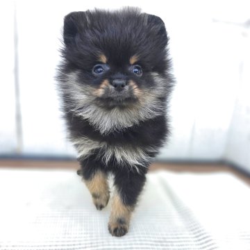 ポメラニアン【茨城県・女の子・2025年9月30日・ブラックタン】の写真「小さいけど元気一杯です笑♥️」