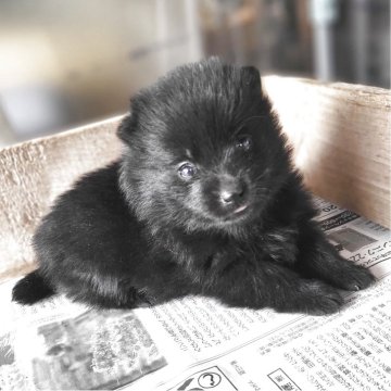 スキッパーキ【茨城県・女の子・2025年3月13日・ブラック】の写真「👿世界最高の室内番犬⭐弾丸小僧小娘 🔫笑👿」