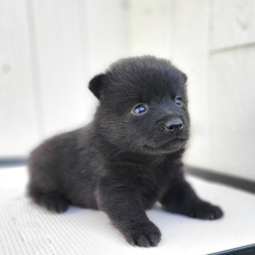 スキッパーキ【茨城県・男の子・2025年5月22日・ブラック】の写真「世界最高の室内番犬👿ボブテイルです✨」