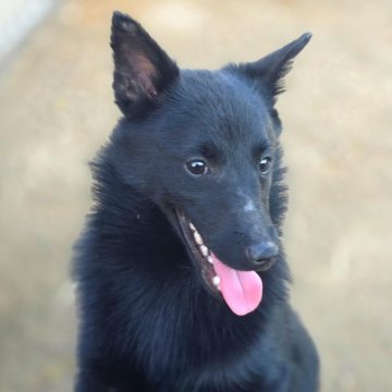 スキッパーキ【茨城県・男の子・2025年5月28日・ブラック】の写真「世界最高の室内番犬😈飛んで跳ねて愛しい♥️」