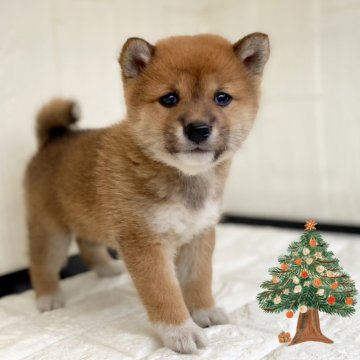 柴犬(豆柴)【茨城県・女の子・2024年11月8日・赤】の写真「極小ママ✖極小パパの極小予想の豆っこです❣️」