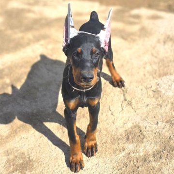 ドーベルマン【茨城県・女の子・2025年7月30日・ブラックタン】の写真「父犬ハンガリー輸入犬🌟母犬日本チャンピオン直子」