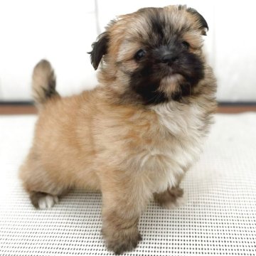 チーズー♥️(チワワ×シーズー)【茨城県・女の子・2025年10月5日・フォーン】の写真「短マズルでドワーフタイプのめっちゃ可愛い♥️♥️」