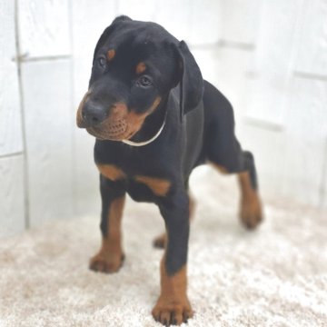 ドーベルマン【茨城県・女の子・2025年10月23日・ブラックタン】の写真「ばりばりのヨーロッパタイプ🌟父犬外産犬❇️」