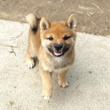 豆柴【茨城県・男の子・2025年8月18日・赤】の写真「4代祖豆柴🌟元気一杯ヤンチャ坊主です笑」