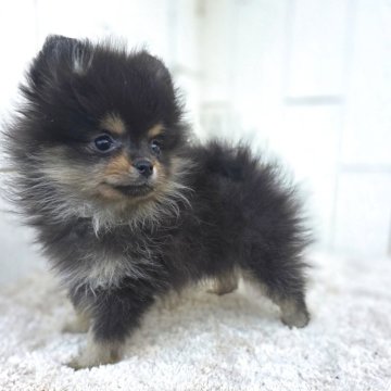 ポメラニアン【茨城県・女の子・2025年9月30日・ブラックタン】の写真「小さめでタンも綺麗に出でます♥️」
