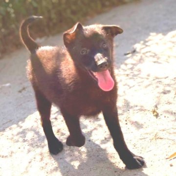 スキッパーキ【茨城県・男の子・2025年5月28日・ブラック】の写真「世界最高の室内番犬😈飛んで跳ねて愛しい♥️」