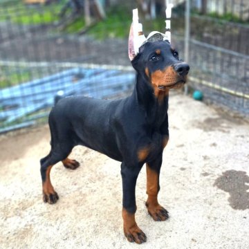 ドーベルマン【茨城県・女の子・2025年7月30日・ブラックタン】の写真「父犬ハンガリー輸入犬🌟母犬日本チャンピオン直子」