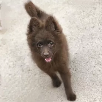 ポメラニアンの人様 販売】ポメラニアン子犬 男の子 (No.21-01; cn. JEAN