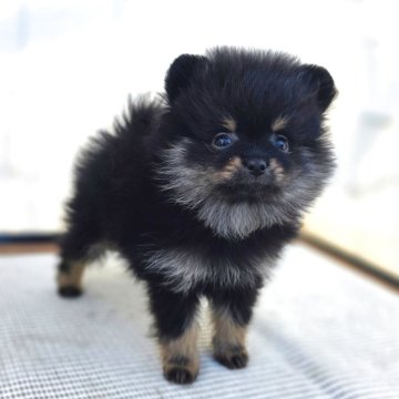 ポメラニアン【茨城県・女の子・2025年9月30日・ブラックタン】の写真「小さめでタンも綺麗に出でます♥️」