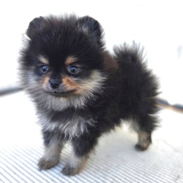 ポメラニアン【茨城県・女の子・2025年9月30日・ブラックタン】の写真「小さめでタンも綺麗に出でます♥️」