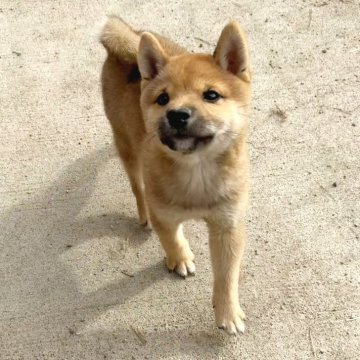 柴犬(豆柴)【茨城県・男の子・2025年8月18日・赤】の写真「4代祖豆柴🌟元気一杯ヤンチャ坊主です笑」
