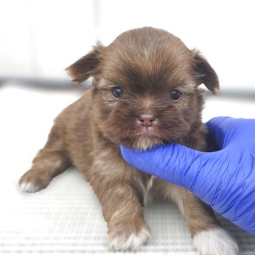 チーズー(チワワ×シーズー)【茨城県・女の子・2025年10月6日・チョコレート】の写真「マズルも短くて どんどん可愛いくなってます♥️」