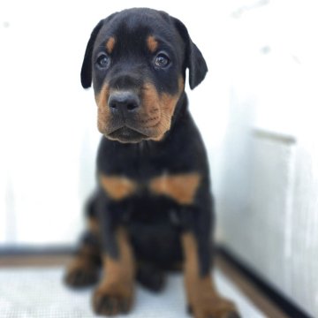 ドーベルマン【茨城県・女の子・2025年10月23日・ブラックタン】の写真「ばりばりのヨーロッパタイプ🌟父犬外産犬❇️」