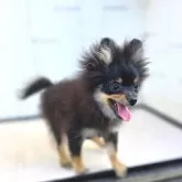 ポメラニアン