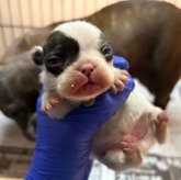 フレンチブルドッグ