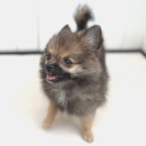 ポメチワ(チワワ×ポメラニアン)