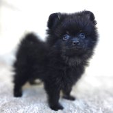 ポメラニアン
