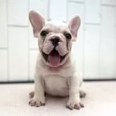 フレンチブルドッグ