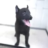 スキッパーキ