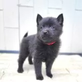 スキッパーキ