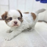 チーズー(チワワ×シーズー)