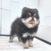 ポメラニアン