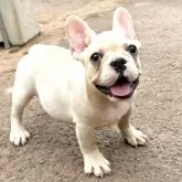 フレンチブルドッグ