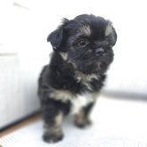 チーズー♥️(チワワ×シーズー)