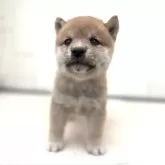 豆柴