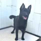 スキッパーキ