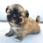 チーズー♥️(チワワ×シーズー)