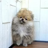 ポメラニアン
