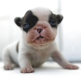 フレンチブルドッグ