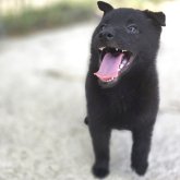 スキッパーキ